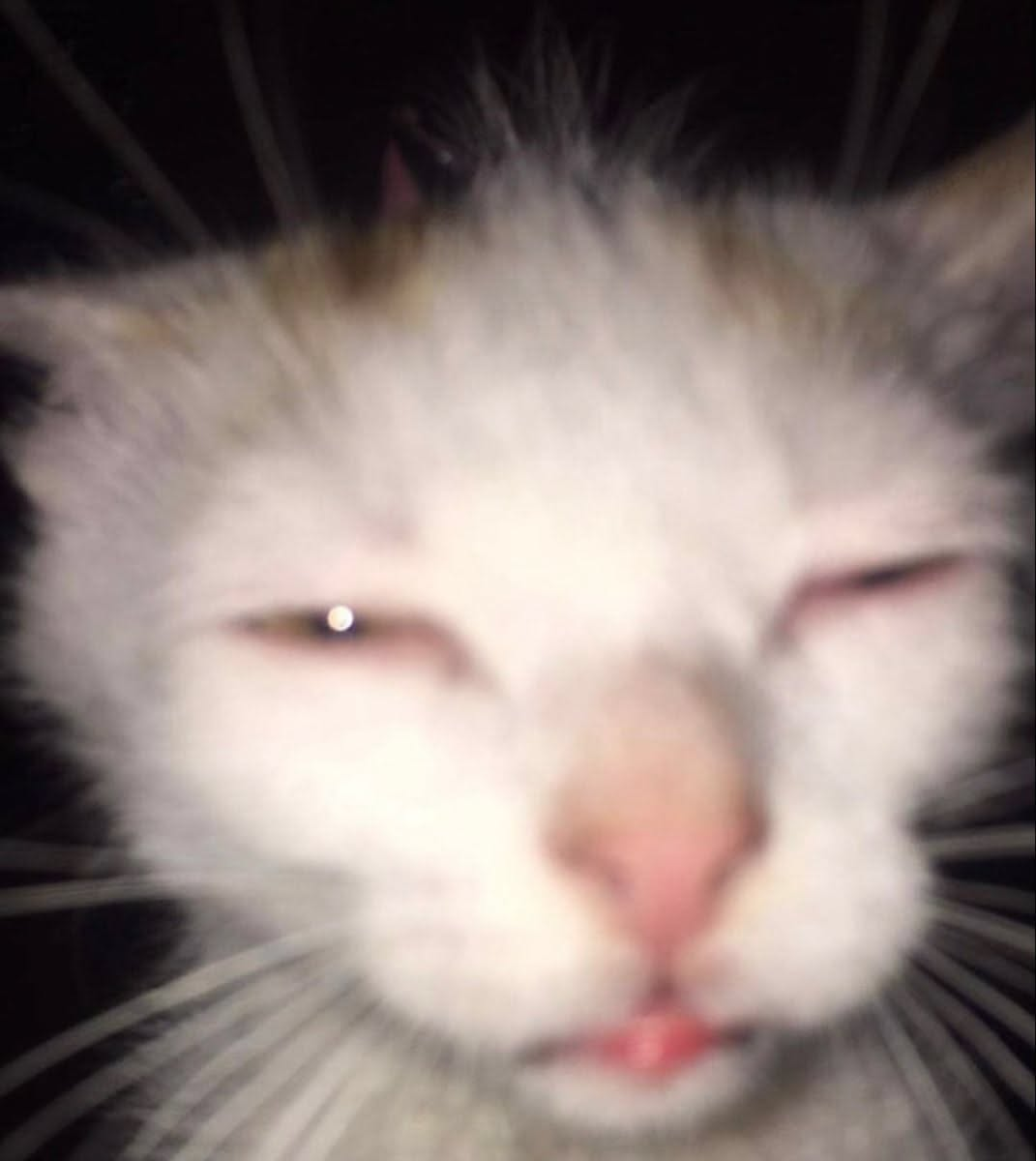 Ibuprofen the cat