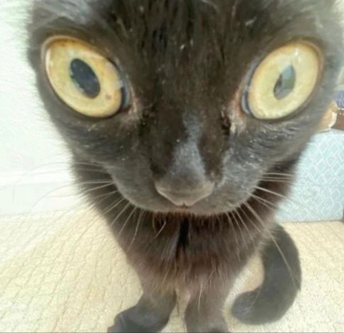 Printer the cat