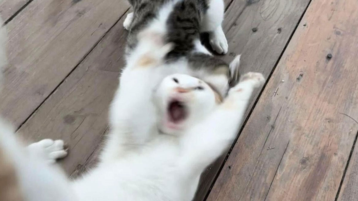 Toaster the cat